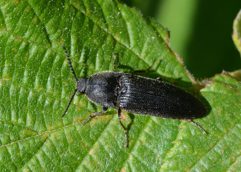 Anthaxia (nitidula?) e Elateridae nero lineato
